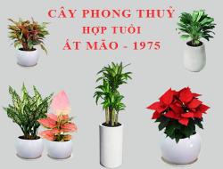 Tuổi Ất Mão hợp cây gì, trồng cây gì theo phong thuỷ?