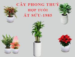 Tuổi Ất Sửu hợp cây gì, trồng cây gì theo phong thuỷ?