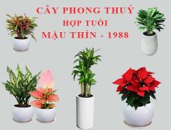 Tuổi Mậu Thìn hợp cây gì, trồng cây gì theo phong thuỷ?