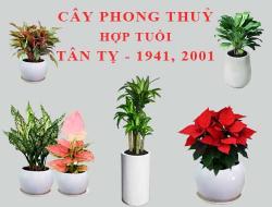 Tuổi Tân Tỵ hợp cây gì, trồng cây gì theo phong thuỷ?