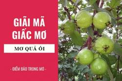 Giải mã giấc mơ: Nằm mơ thấy quả ổi điềm báo gì, lành hay dữ? con số liên quan