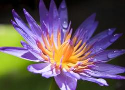 Tử vi tháng 8: top con giáp có ngôi sao may mắn tỏa sáng rực rỡ, của cải tràn ngập, sự nghiệp thăng tiến và cuộc sống đạt đến những đỉnh cao mới