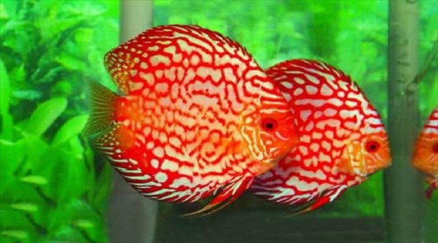 Mệnh Kim nuôi cá gì? Cách bố trí bể cá cảnh hợp phong thủy mệnh Kim