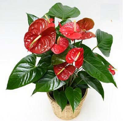Người mệnh Hỏa nên trồng cây gì trong nhà giúp sinh tài, phát tộc?
