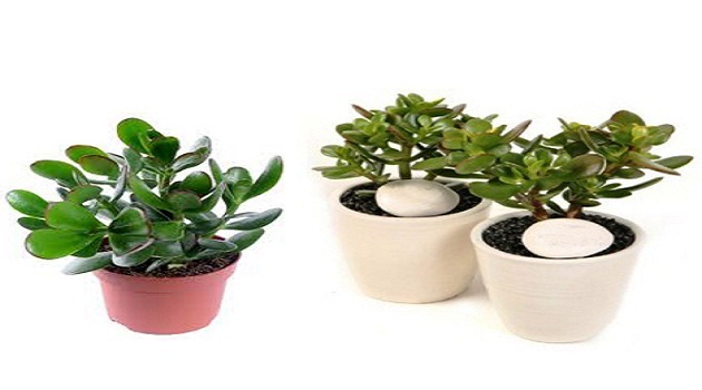 Người mệnh Mộc trồng cây gì trong nhà hợp phong thủy, nhiều may mắn?