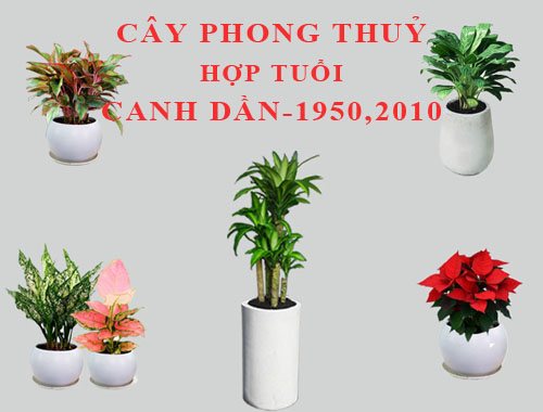 Tuổi Canh Dần hợp cây gì, trồng cây gì theo phong thuỷ?