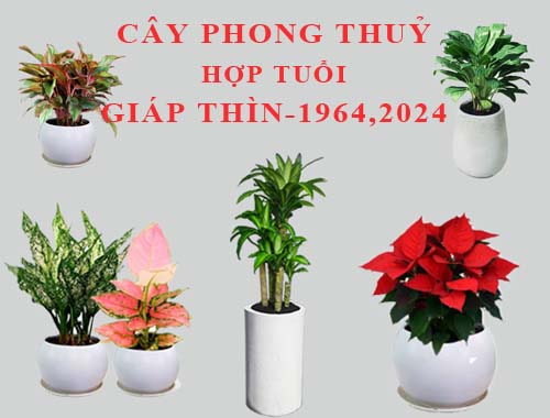 Tuổi Giáp Thìn hợp cây gì, trồng cây gì theo phong thuỷ?