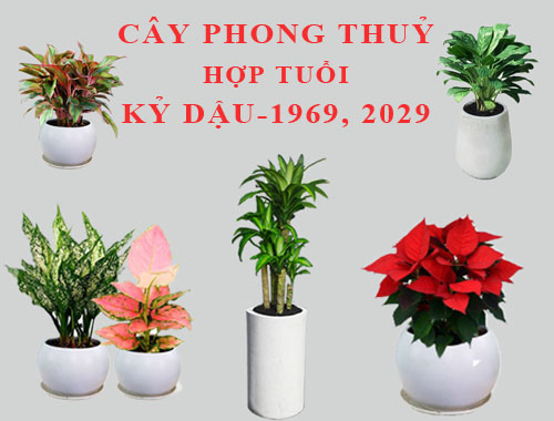 Tuổi Kỷ Dậu hợp cây gì, trồng cây gì theo phong thuỷ?