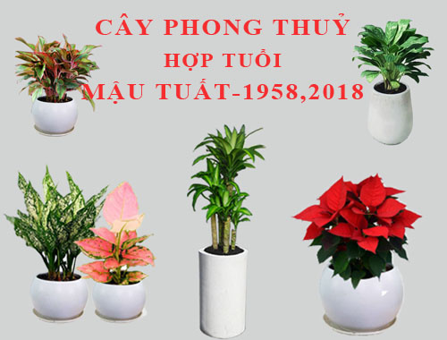 Tuổi Mậu Tuất hợp cây gì, trồng cây gì theo phong thuỷ?