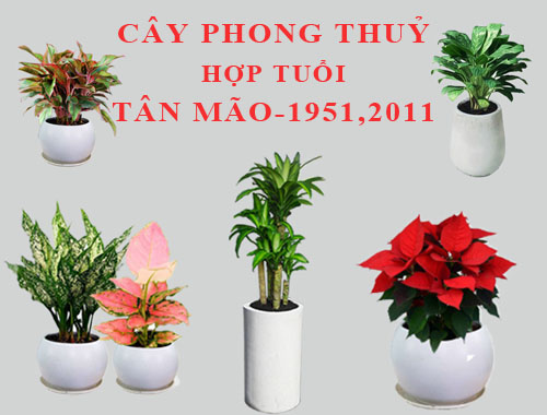 Tuổi Tân Mão hợp cây gì, trồng cây gì theo phong thuỷ?