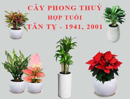 Tuổi Tân Tỵ hợp cây gì, trồng cây gì theo phong thuỷ?