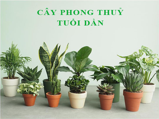 Tuổi Dần hợp với cây gì theo phong thuỷ