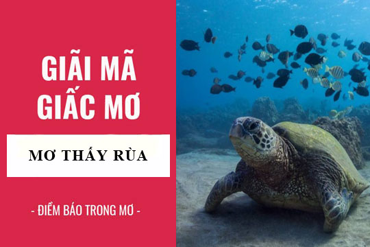 Giải mã giấc mơ: Nằm mơ thấy rùa, rùa thần điềm báo gì, lành hay dữ? con số liên quan