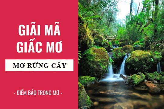 Giải mã giấc mơ: Nằm mơ thấy rừng điềm báo gì, lành hay dữ? con số liên quan