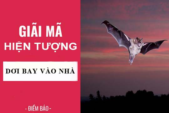 Giải mã hiện tượng: Dơi bay vào nhà điềm báo tốt xấu gì?