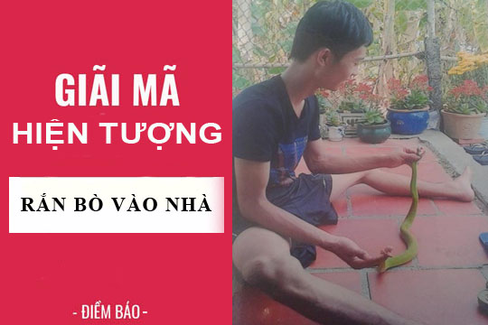 Giải mã hiện tượng: Rắn bò vào nhà điềm báo gì? lành hay dữ?