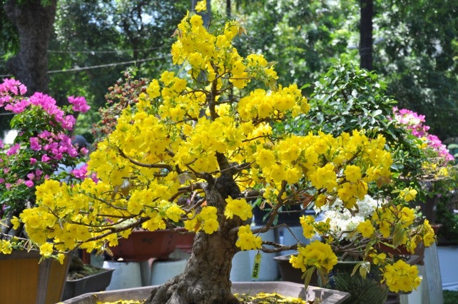 Những cây cảnh hợp phong thuỷ tết Mậu Tuất 2018