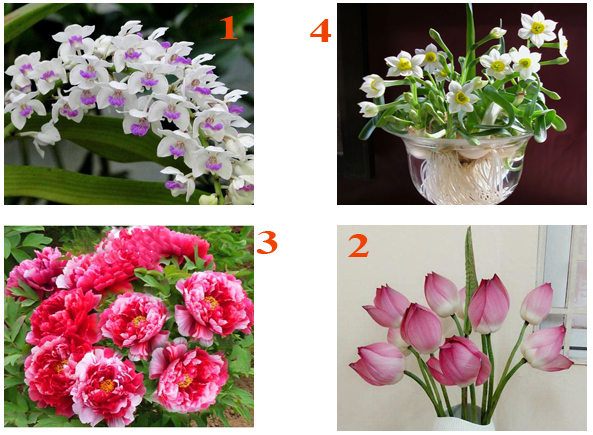 Những loài hoa rước tài lộc thịnh vượng vào nhà trong cuối năm