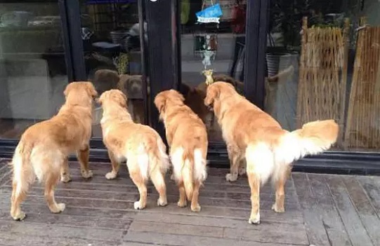 Cùng tìm hiểu vì sao 