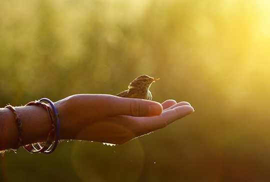 Vì sao nói: Người lương thiện không cần qua sát hạch?