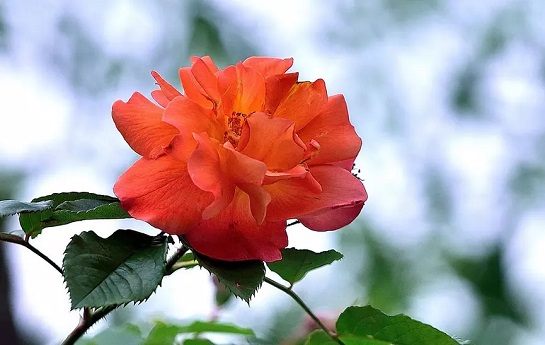 Phụ nữ sinh tháng Âm lịch này, phúc khí vượng, gia đình sung túc