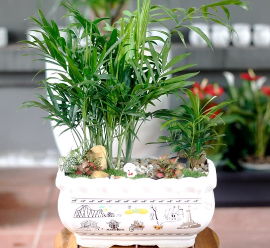 Phong thuỷ: Cây Cau tiểu trâm hợp với tuổi nào, mệnh gì?