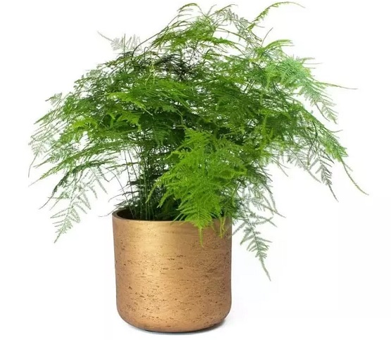 Cùng tìm hiểu 9 cây cảnh phong thủy cho gia chủ mệnh Thủy