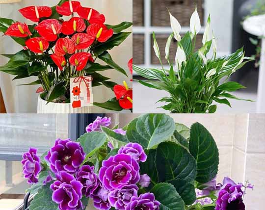 Top 6 loại cây cảnh phong thủy dễ trồng, mang lại may mắn cho gia chủ