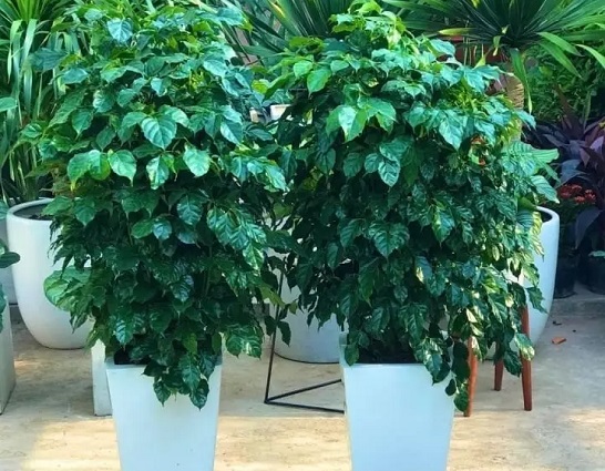 Những loại cây phong thủy cực tốt cho người mệnh Kim