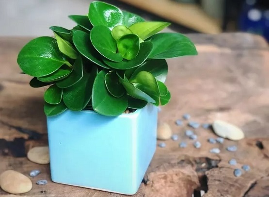 Top 9 loại cây phong thủy hợp với người mệnh Mộc