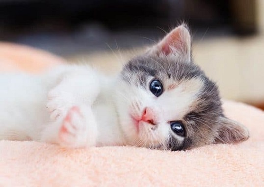 Những con giáp ngày càng giàu lên theo từng năm, xem bạn có nằm trong số đó không?