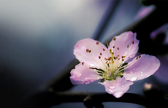 Cuộc đời viên mãn là biết 
