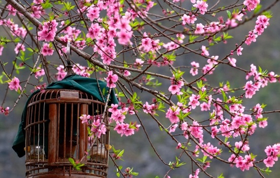 Tản mạn về hoa Đào ngày Tết