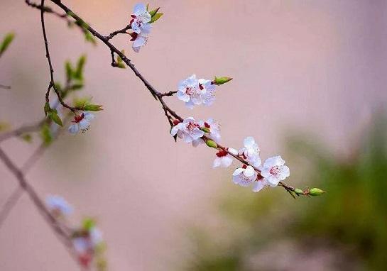 Lập xuân trải qua 3 giai đoạn, ứng với nhân sinh có 3 loại đợi chờ