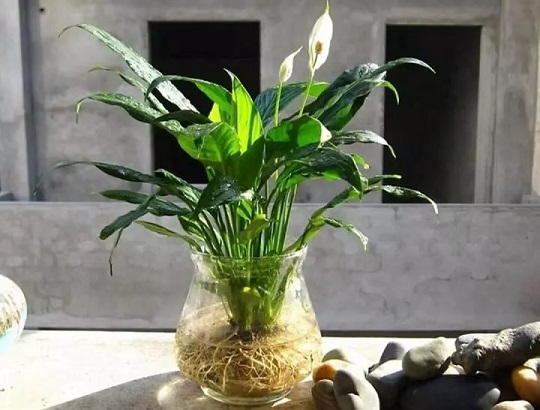 Tìm hiểu những loại cây nên đặt trong phòng ngủ để có giấc ngủ ngon