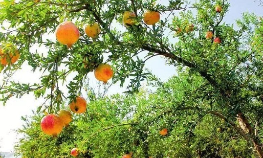 Người xưa dặn: 
