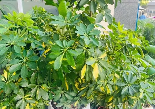 Nhà hướng Nam nên trồng cây gì dễ chăm sóc, hút tài lộc?