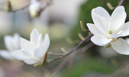Phá gia chi tử bán đất bán vàng và cái kết bất ngờ