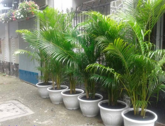 Phong thuỷ: Cây Cau vàng (cau cảnh) hợp với tuổi nào, mệnh gì?