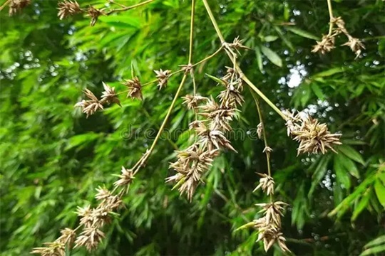 Tìm hiểu: Tại sao người xưa nói 'tre trúc nở hoa là tai ương sắp tới'?