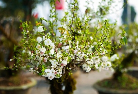 Tìm hiểu cây Nhất chi mai có ý nghĩa gì?