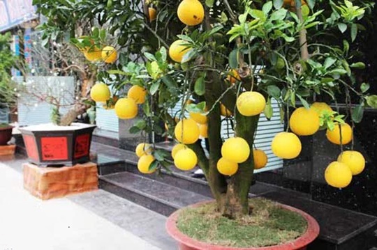Trồng cây Bưởi trước hay sau nhà và Ý nghĩa phong thuỷ