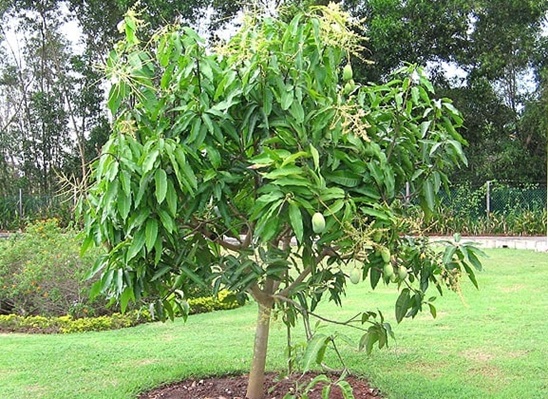Trồng cây xoài trước hay sau nhà và Ý nghĩa phong thuỷ