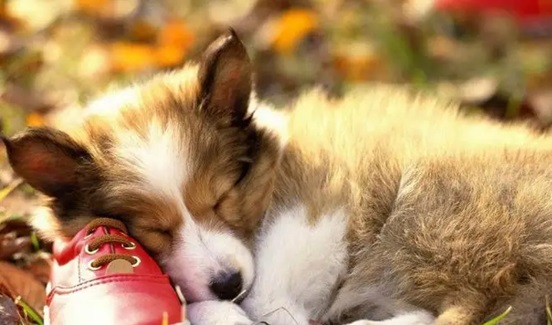 Vận đen đã qua, 4 con giáp đang mở ra một bước ngoặt lớn trong cuộc đời
