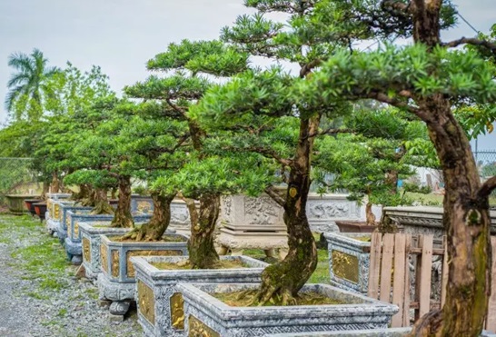 Tìm hiểu cây tùng và Ý nghĩa phong thủy